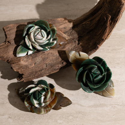 Decorative succulents on a piece of driftwood with a neutral background